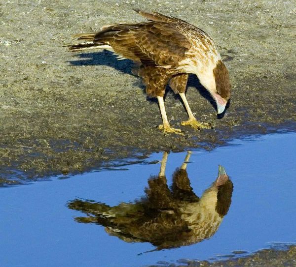 Florida Immature crested caracara looks in water